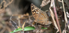 Junonia erigone