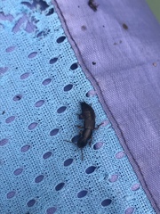 Dinothenarus badipes