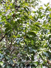 Centrolobium tomentosum