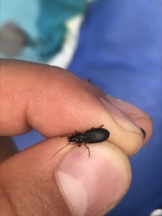 Synuchus impunctatus