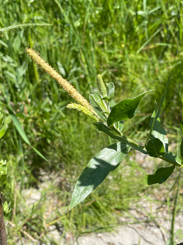 Northwest Sandbar Willow (Salix sessilifolia)