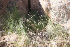 Heliophila carnosa
