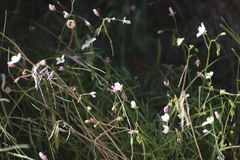 Heliophila carnosa