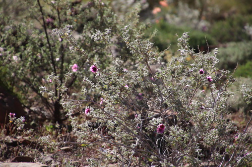 Namaqua Mallow (Anisodontea anomala)