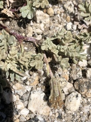 Chaenactis alpigena