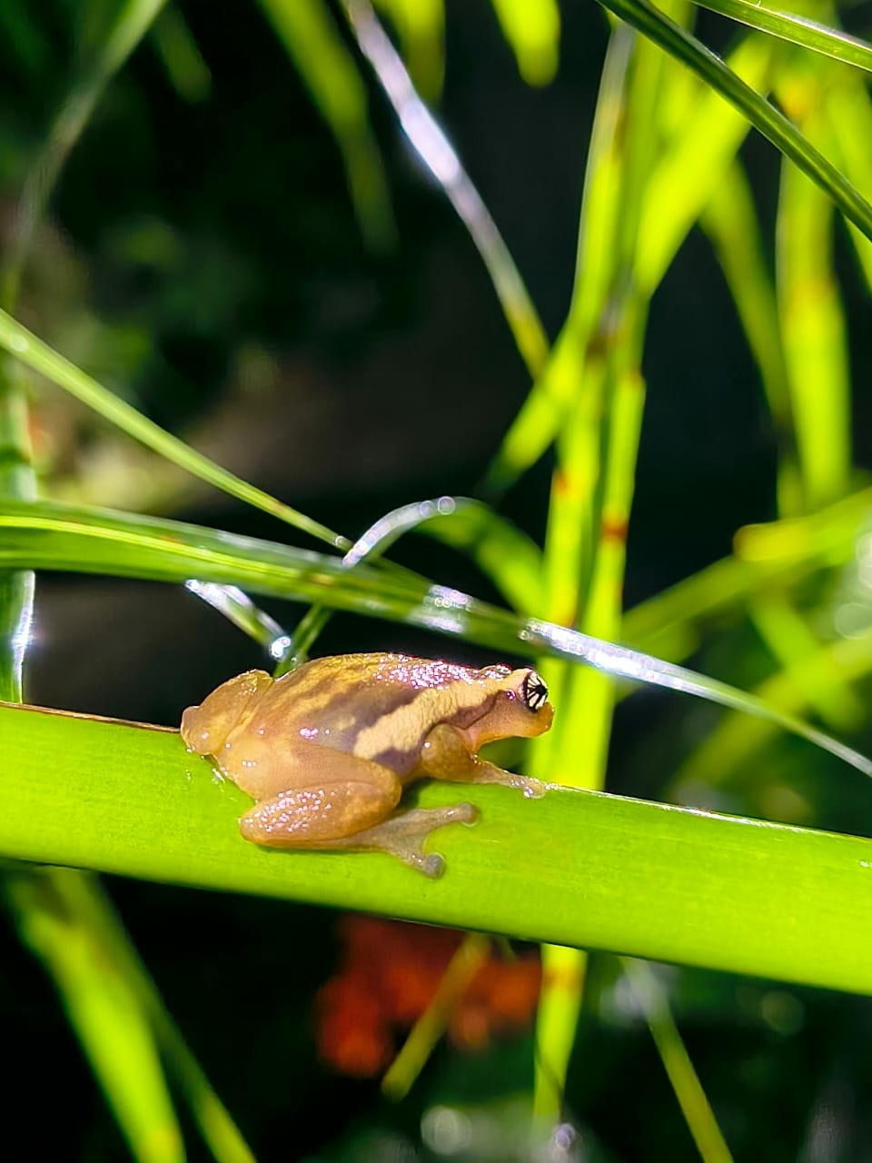 Reed Bush Frog