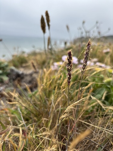 Poa unilateralis, 2025-05-29