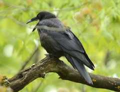 Corvus corax