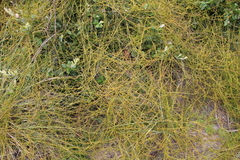 Cassytha paniculata
