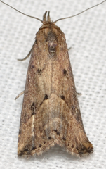 Schrankia macula