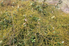 Cassytha paniculata
