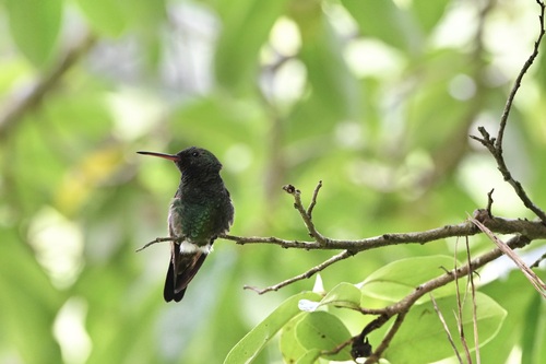 Copper-rumped Hummingbird (Saucerottia tobaci)