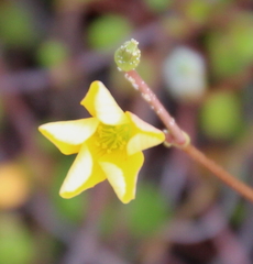 Oxalis rubens