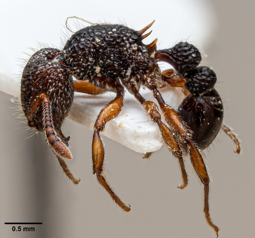 Tetramorium tylinumTetramorium tylinum