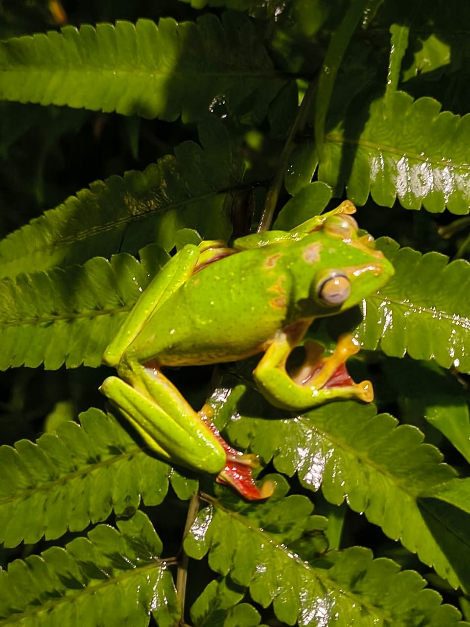 Malabar Gliding Tree Frog