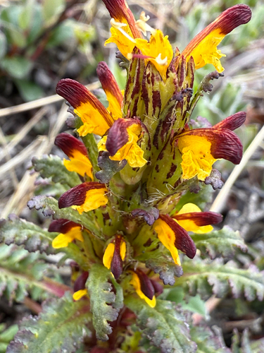red-tipped lousewort