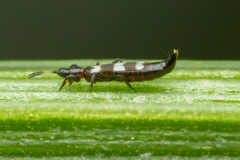 Aeolothrips