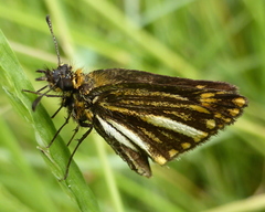 Metisella meninx