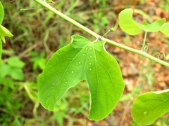 Passiflora mexicana