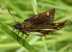 Metisella meninx