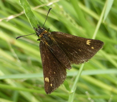 Metisella meninx