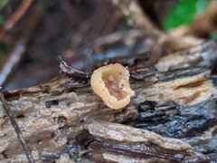 Tarzetta cupularis