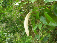 Adenocalymma inundatum