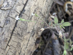 Allophyllum integrifolium