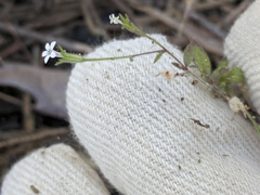 Allophyllum integrifolium