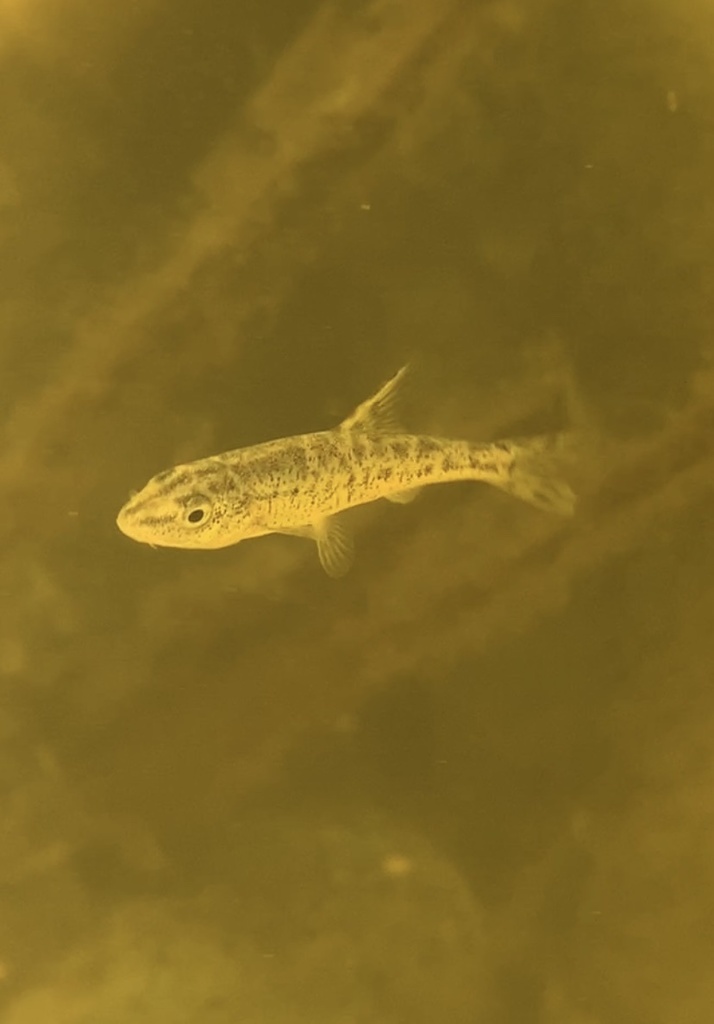 Dalmatian barbelgudgeon (Aulopyge huegelii) — Cyprinidae