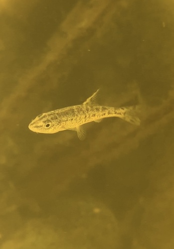 Dalmatian barbelgudgeon (Aulopyge huegelii) — Cyprinidae