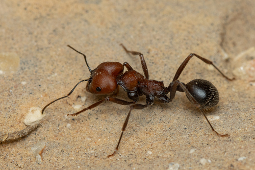 Messor arenarius thebaicusMessor arenarius thebaicus