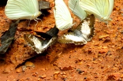 Antigonus emorsa