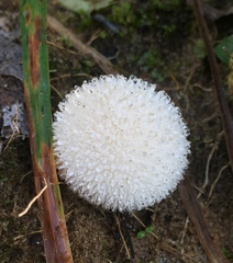 Lycoperdon pulcherrimum