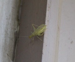 Oecanthus