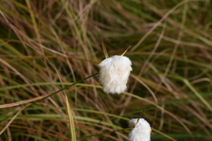 Eriophorum gracile