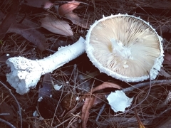 Amanita farinacea