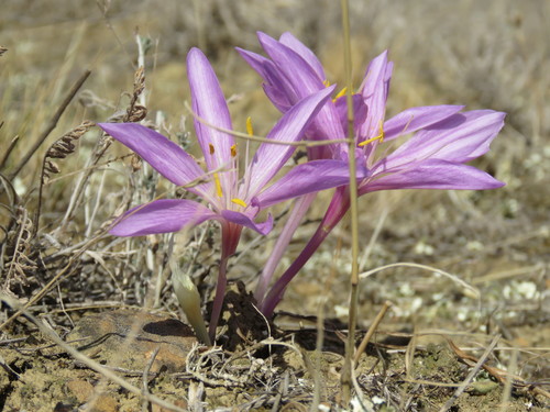 Colchicum laetum Steven