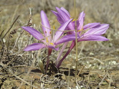 Colchicum laetum