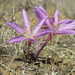 Colchicum laetum - Photo (c) Elena Ilyna, some rights reserved (CC BY-NC), uploaded by Elena Ilyna