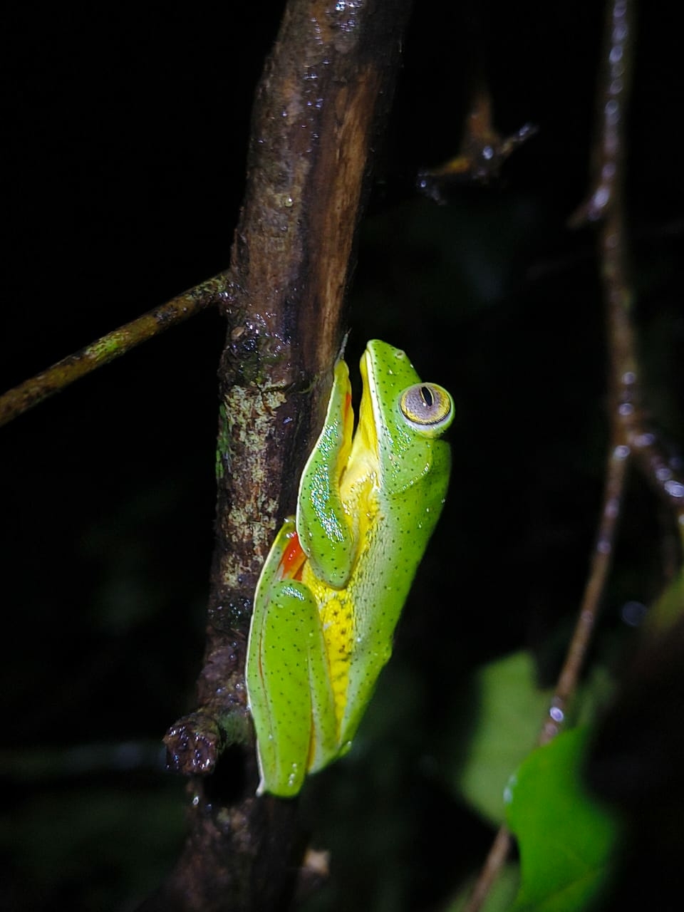 Malabar Gliding Tree Frog