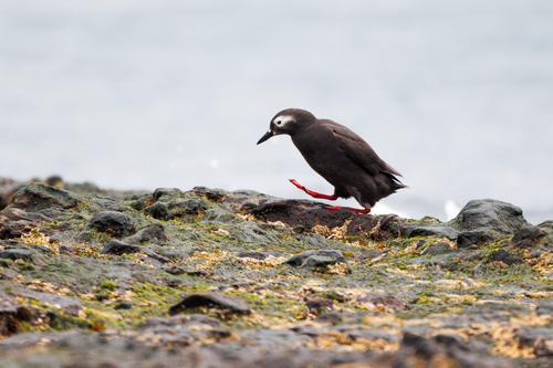Spectacled Guillemot