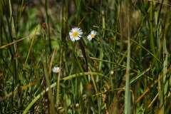Erigeron lonchophyllus