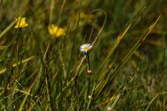 Erigeron lonchophyllus