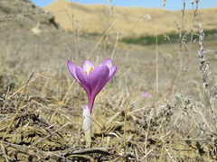 Colchicum laetum