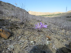 Colchicum laetum