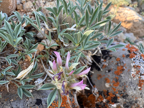 Trifolium andinum