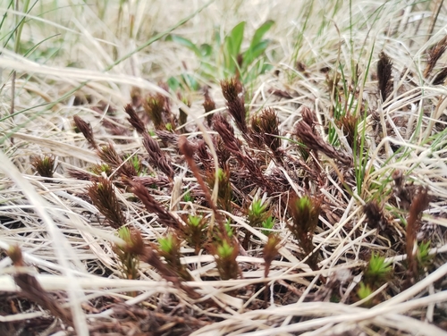 Polytrichum pallidisetum observed 2025-06-12