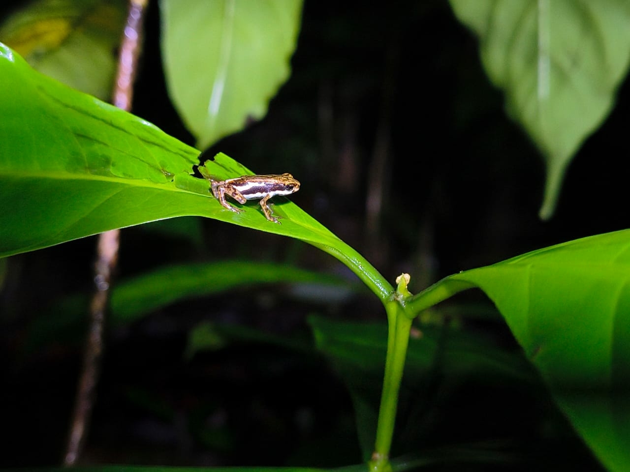 Western Ghats Tree Toad