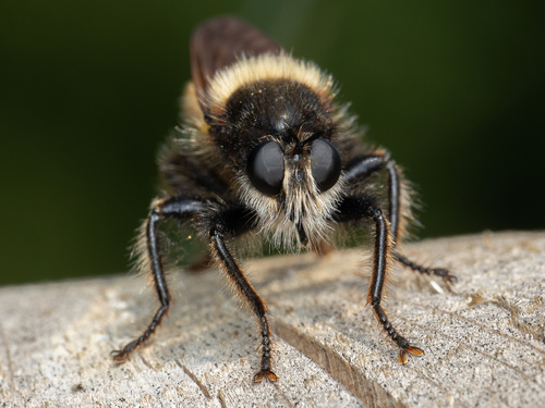bumblebee robberfly, photo 2 of 10